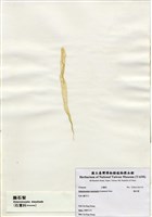 藏品(腸石髮)的圖片